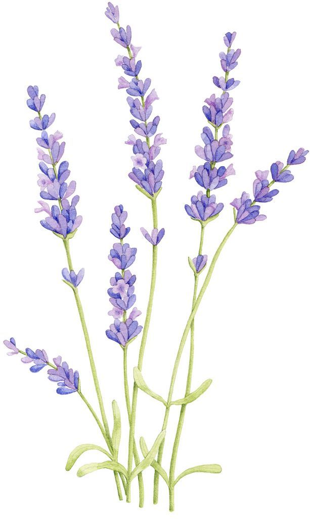 Lavender and Love: A Salon